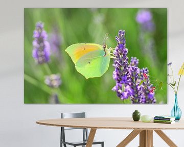 Kleopatra-Schmetterling auf blühendem Lavendel sitzend