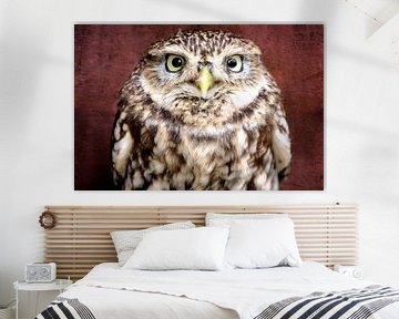 Little Owl sur Jan Brons