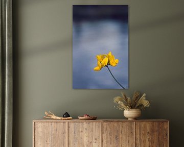Trèfle des prés, fleur jaune sur fond bleu d'eau