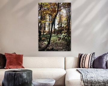 Herbstwald am Kreuzberg in der Rhön
