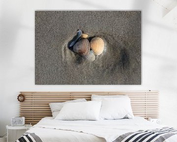 Muscheln am Strand