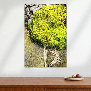 MOS BOOM façonné par la nature