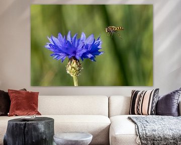 Hoverfly approaches blue cornflower on summer day by Peter van Dam