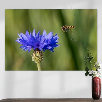 Hoverfly approaches blue cornflower on summer day