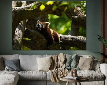 Der klaffende rote Panda