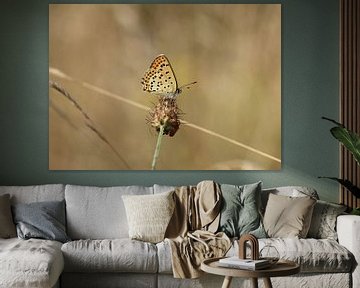 Papillon de nuit brun