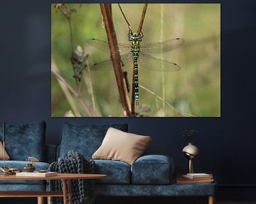 Agrion mosaïque bleu-vert