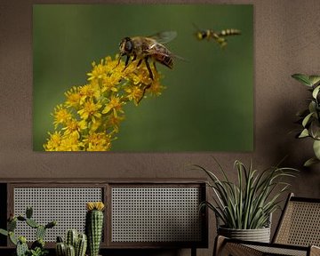 Verge d'or avec un insecte