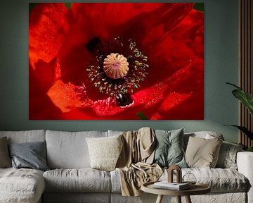 Magnifique cœur d'un coquelicot rouge vif