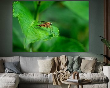 Macro of a robber fly on a green leaf by ManfredFotos