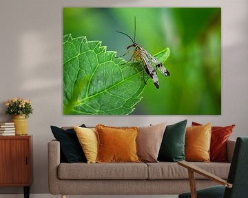 Macro of a scorpion fly on a green leaf by ManfredFotos
