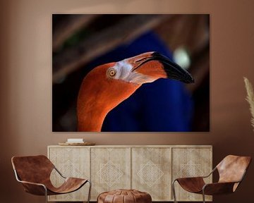 Flamingo in Curaçao by Karel Frielink