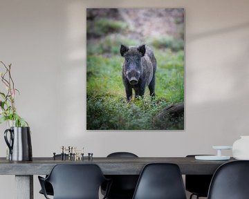 Wildschwein