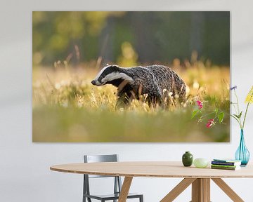 A badger in the morning light