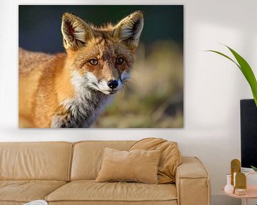 A portrait of a fox by Teresa Bauer