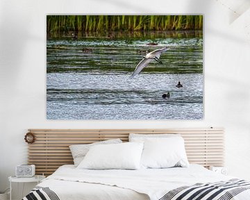 The White Spoonbill is flight just above the Water.