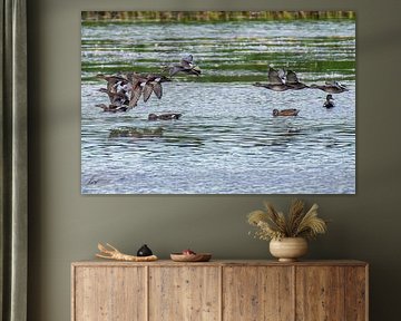 Group of Flying Gadwall just above the Water. by Brian Morgan