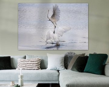 The Little and Normal Egret in battle. by Brian Morgan