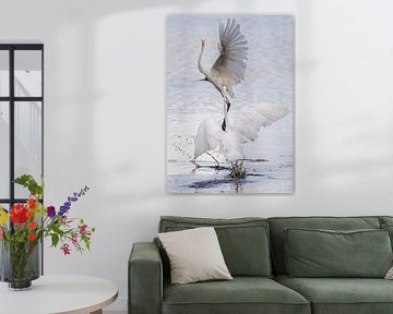 Fighting White Herons in portrait mode in a beautiful collection of grey tones.