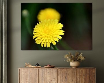 a yellow dandelion flower by Werner Lehmann