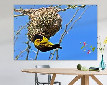 un oiseau tisserand jaune à son nid