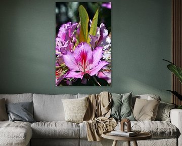 une fleur d'orchidée pourpre