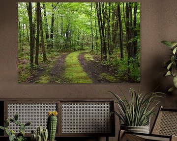 A path in a deciduous forest by Claude Laprise