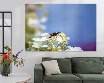 Macro van een sprinkhaanzandwesp op een hortensiabloem