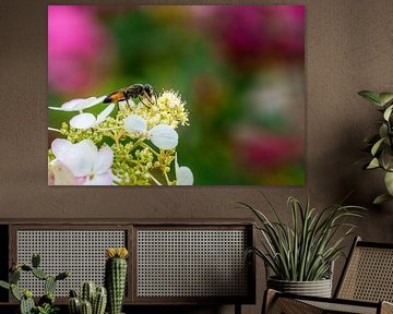 Macro van een sprinkhaanzandwesp op een hortensiabloem