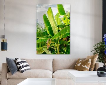 Tropische bananenboom van Petra de Jong Fotografie - Beeldmaker