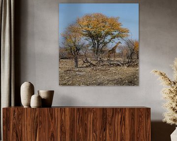 Namibië: een land van uitersten en adembenemende schoonheid. van Patrick Fotografeert