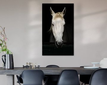 White horse in stable by Kevin Commandeur