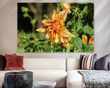 Dahlia Hollyhill Funhouse