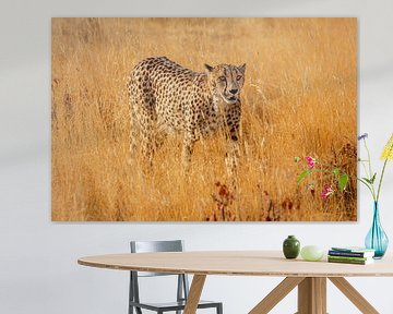 Gepard im hohen Savannengras von Chris Stenger