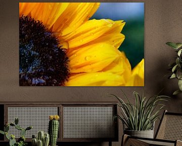Sonnenblumen in voller Farbe mit Regentropfen von Jan Sportel Photography