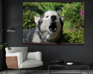 Husky sibérien sur Matthias Brix