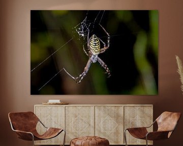 Wespenspinne - Argiope bruennichi 5