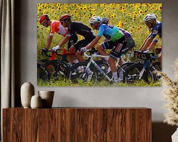 Zwischen den Sonnenblumen Tim Merlier Renewitour von FreddyFinn