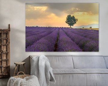 Lavendelblüte in der Provence bei Sonnenaufgang