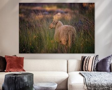 Sheep on the Strijbeek Heath by Leon Okkenburg