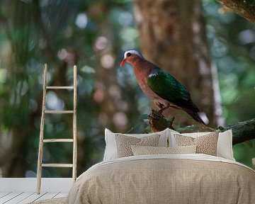 Sri Lanka; Eiland van de Wonderen van Patrick Fotografeert