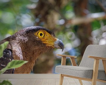 Sri Lanka; Eiland van de Wonderen van Patrick Fotografeert