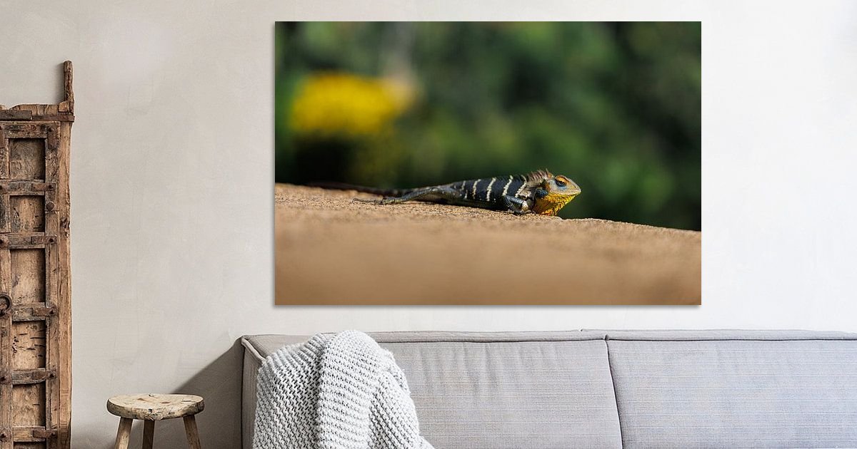 Sri Lanka is rijk aan een ongelooflijke diversiteit aan dieren. van ...