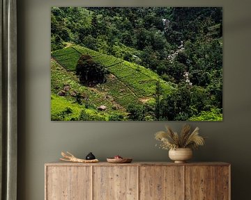 Sri Lanka verzaubert mit seinen sanft geschwungenen Teeplantagen und unzähligen Wasserfällen, die sich im grünen Hochland verstecken. von Patrick Fotografeert
