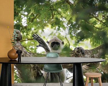 De Ceylonhoelman komt wijd verspreid voor in Sri Lanka. van Patrick Fotografeert