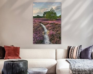 Avondsfeer op de Brunssumer Heide - natuurpad door bloeiende heide bij zonsondergang van Rolf Schnepp