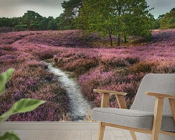 Evening atmosphere in the Brunssumer Heide - nature trail through flowering heath at sunset