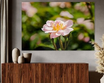 Roos (Rosa) van Petra de Jong Fotografie - Beeldmaker