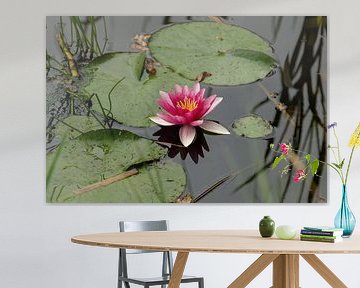 roze waterlelie in bloei