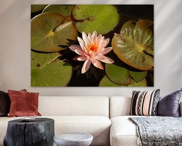 licht roze waterlelie